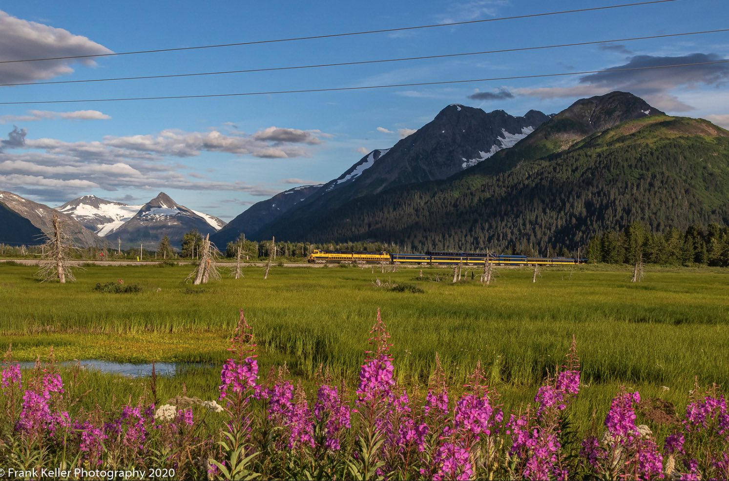 Fireweed-Coastal-Classic