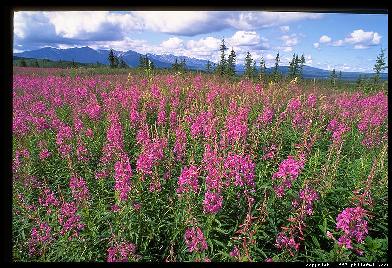 Lupines in Healy, Alaska