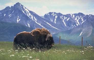 Musk ox