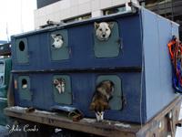 Dog head's hanging out of truck