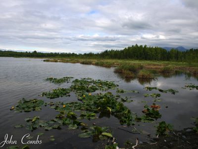 Lake and swans