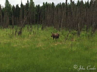 Moose